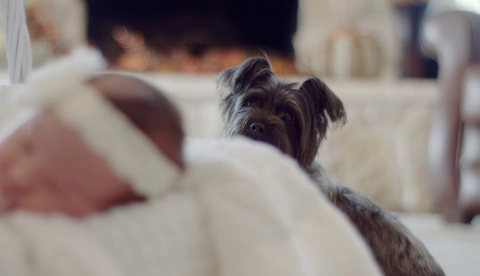 Příchod miminka do rodiny se psem